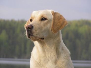 Labrador_Retriever_4922645